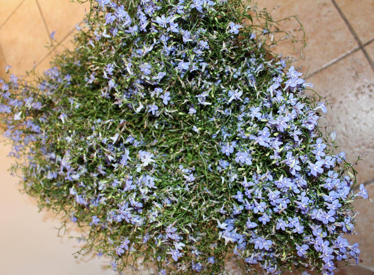 Palazzo Kapece Bed & Breakfast Monopoli Bagian luar foto